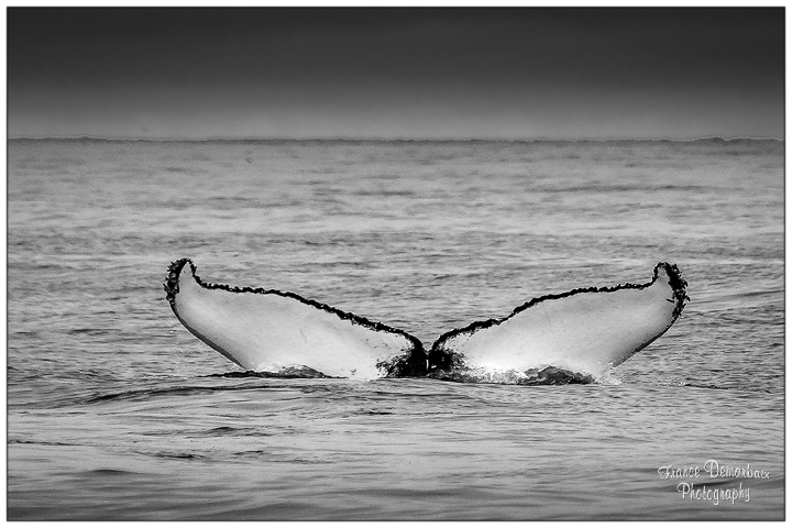 Baleine &agrave; bosse