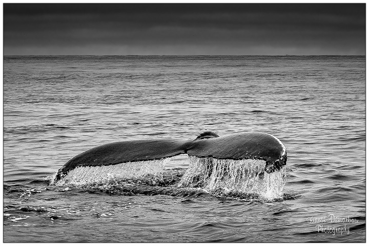 Baleine &agrave; bosse