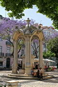 fontaine et jacarandas en fleurs sur le Largo do Carmo 