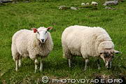 Deux moutons dans les verts paturages des Iles Lofoten