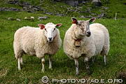 Deux jolis moutons rencontrés aux Lofoten