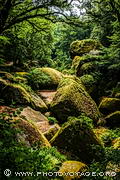 Chaos de rochers couverts de mousse dans la forêt du Huelgoat - Parc naturel régional d'Armorique - Finistère