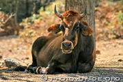 vache corse pratiquant une petite sieste allongée à l'ombre d'un 
arbre