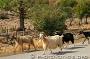 troupeau de chèvres traversant la route qui passe dans la vallée 
de Navaccia