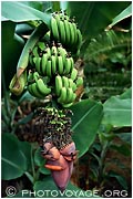 bananes cultivées sous serre