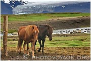chevaux devant une langue glaciaire du Langjokull
