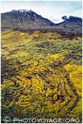 ronds de sorcières dus à la croissance concentrique d'un champignon au pied du Tungnafellsjokull