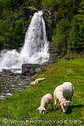 Brebis et son agneau broutant devant la cascade Steinsdalsfossen située près de Norheimsund dans le Hordaland.