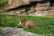 Les léopards du Bioparc de Valence ont un vaste enclos dans la partie Forêt équatoriale du parc.