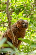 Le lémur à ventre roux est une espèce de lémurien endémique des forêts tropicales de Madagascar. Très craintif et plutôt nocturne (d'où ses yeux immenses globuleux), on le retrouve dans les arbres de la zone Madagascar du Bioparc de Valence.